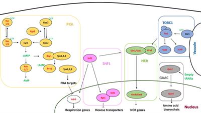 Role of Saccharomyces cerevisiae Nutrient Signaling Pathways During Winemaking: A Phenomics Approach